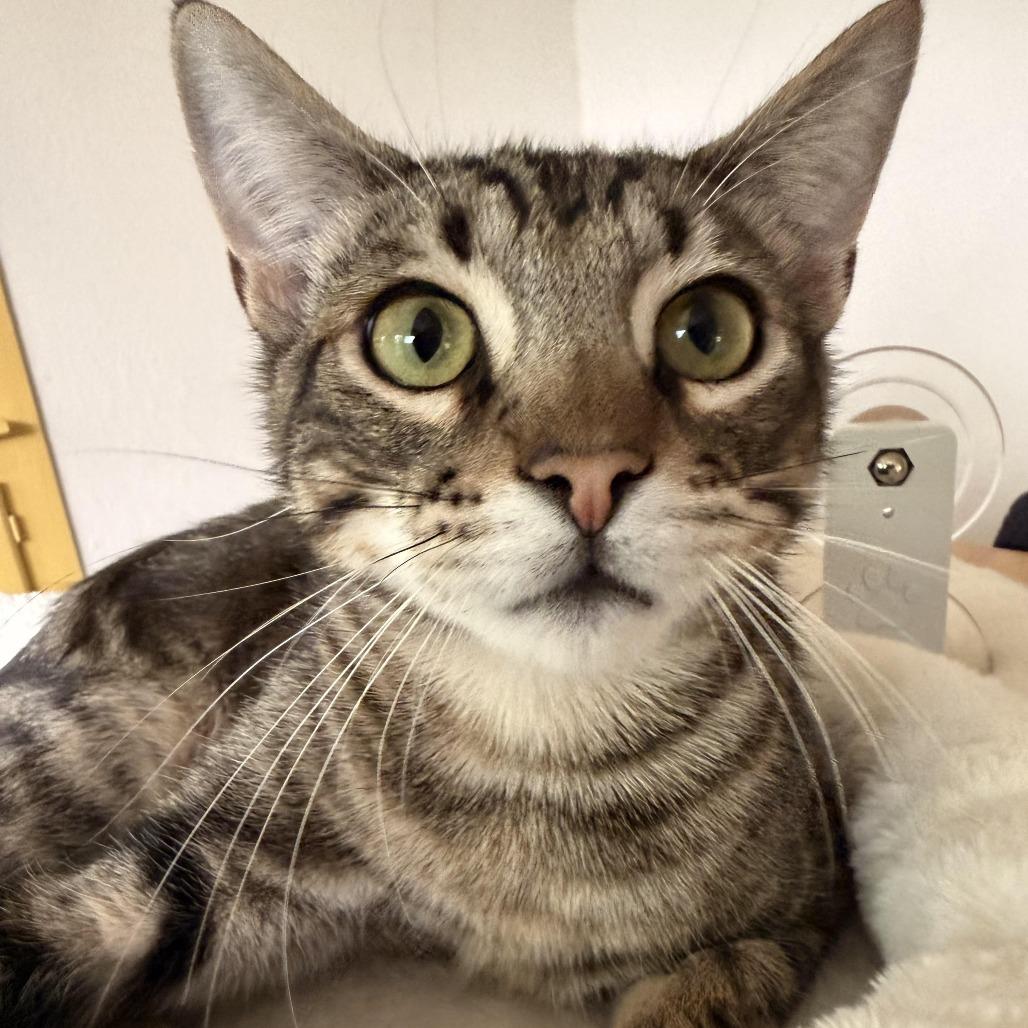 Enlarge Zander, a Adoptable Domestic Short Hair in Colorado Springs, CO image 5/5