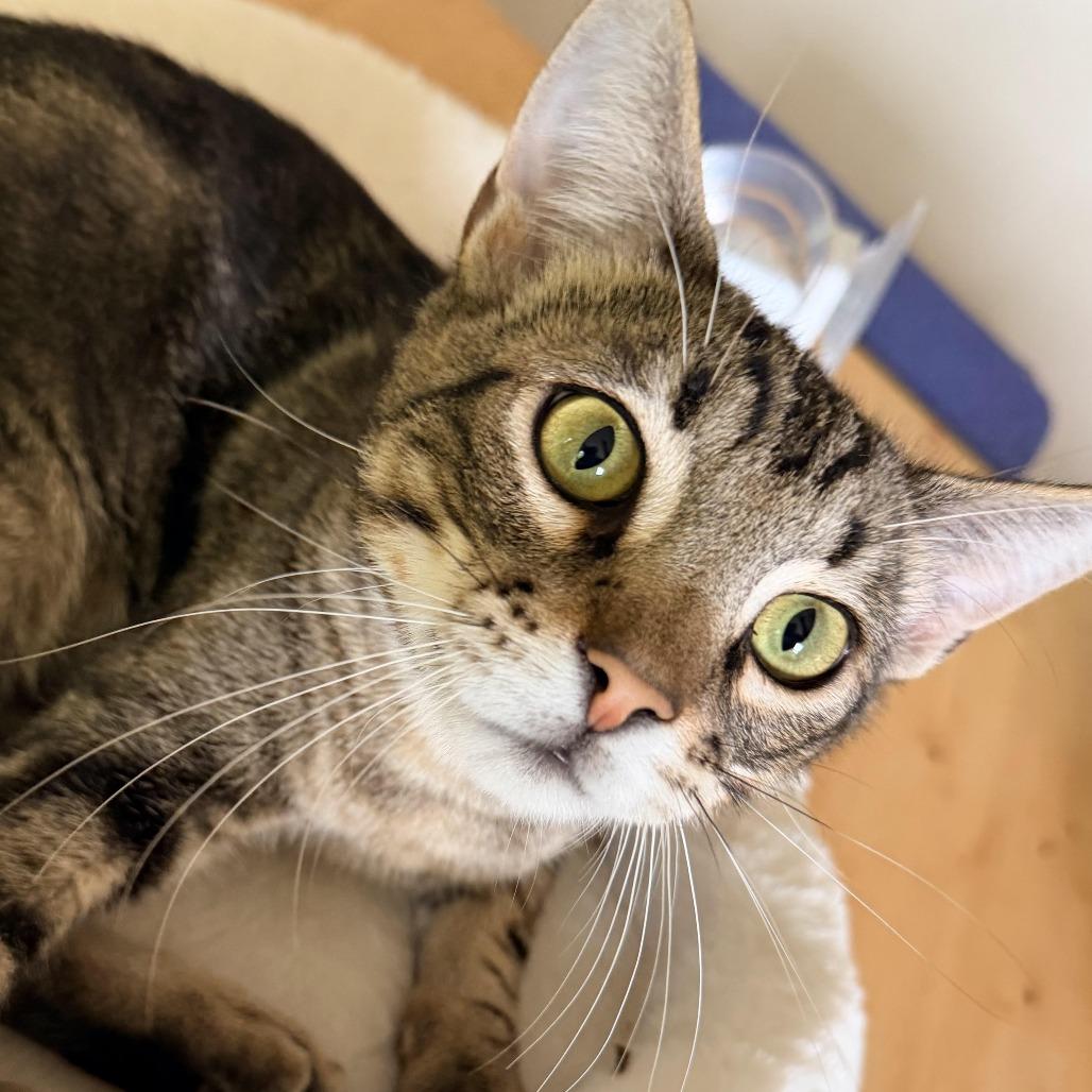 Enlarge Zander, a Adoptable Domestic Short Hair in Colorado Springs, CO image 1/5