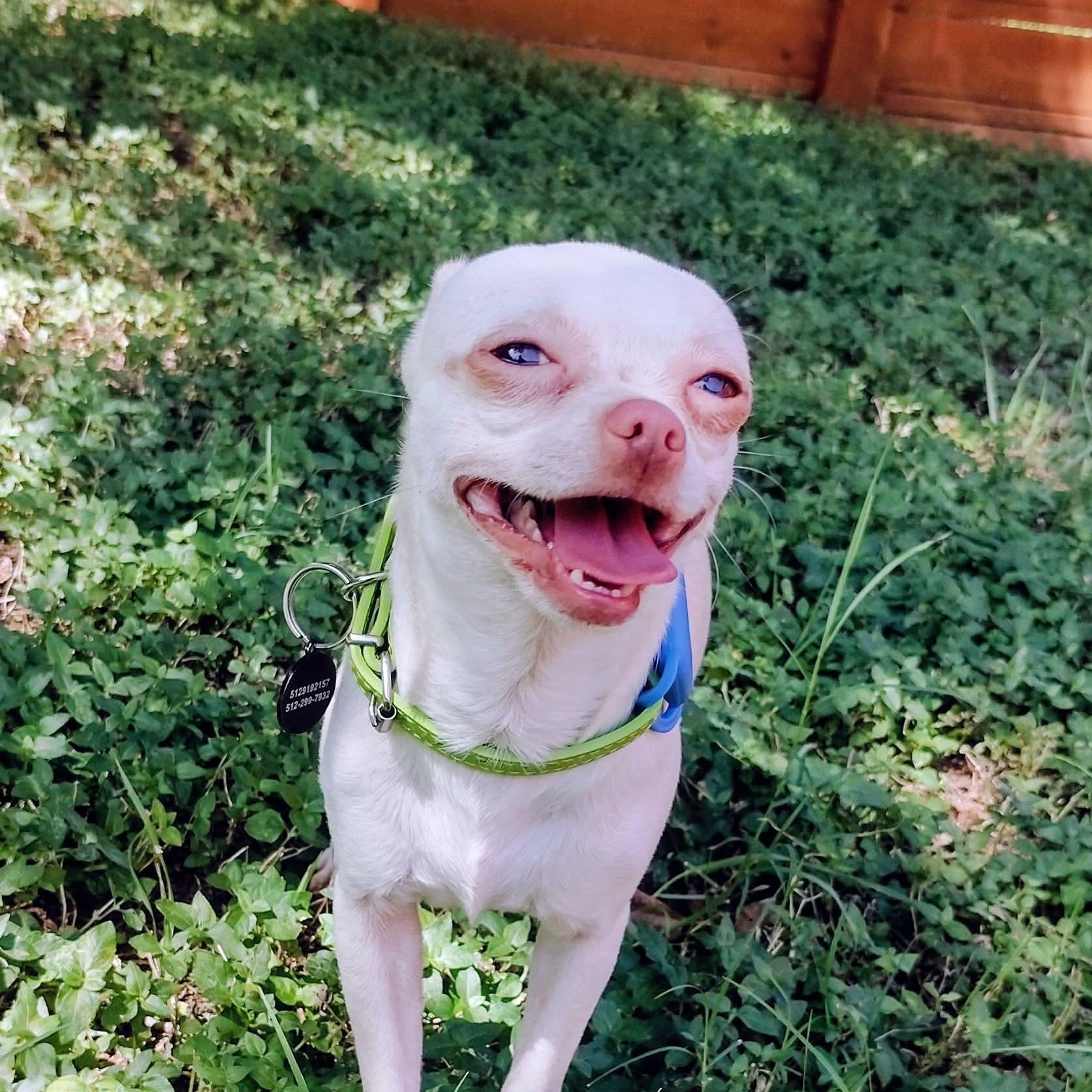 Enlarge Donnie, an adopted mixed breed in Staunton, VA image 6/6