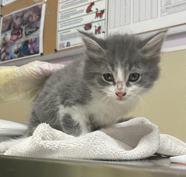 Frossen, Adoptable, Kitten Male Domestic Medium Hair.