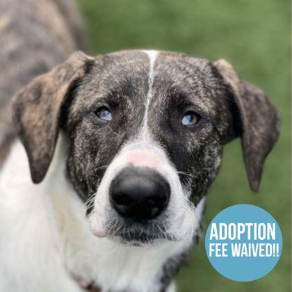 Button, ADOPTABLE, Young Female Pointer.