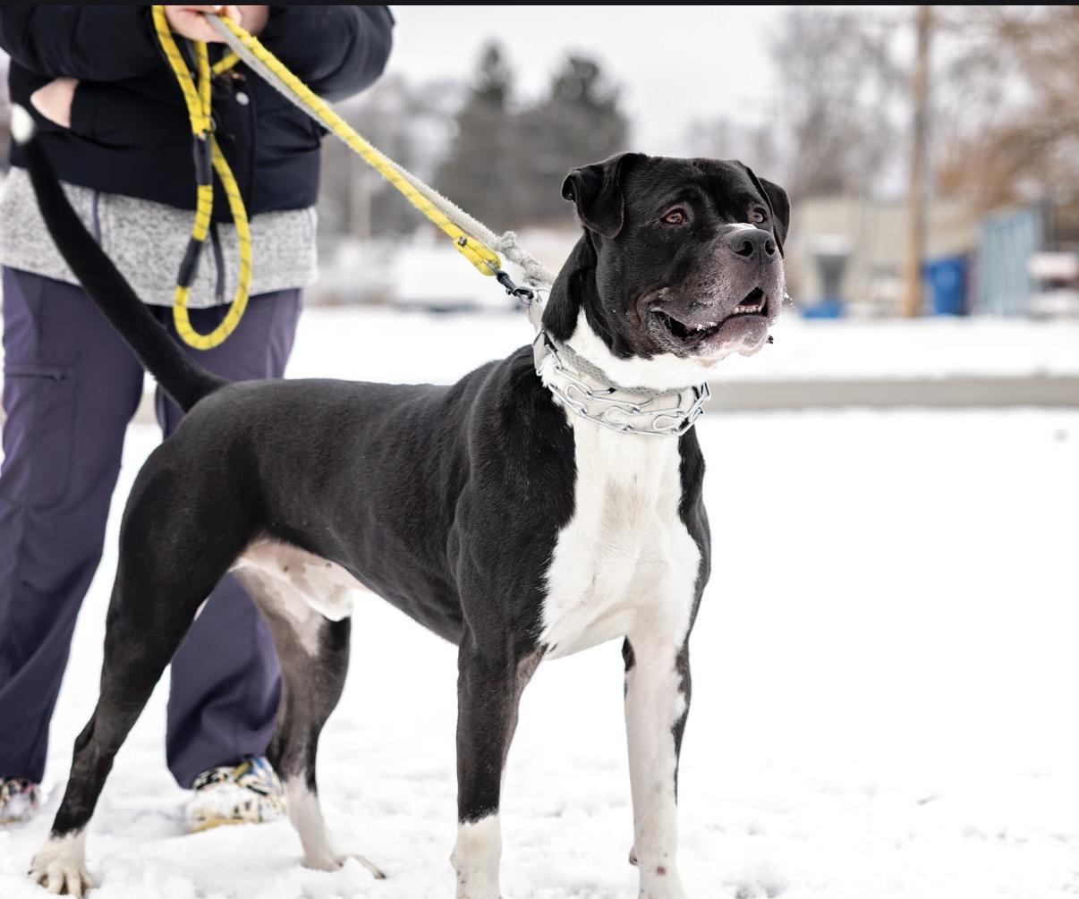Enlarge Vader, an adopted mixed breed in Steger, IL image 6/6