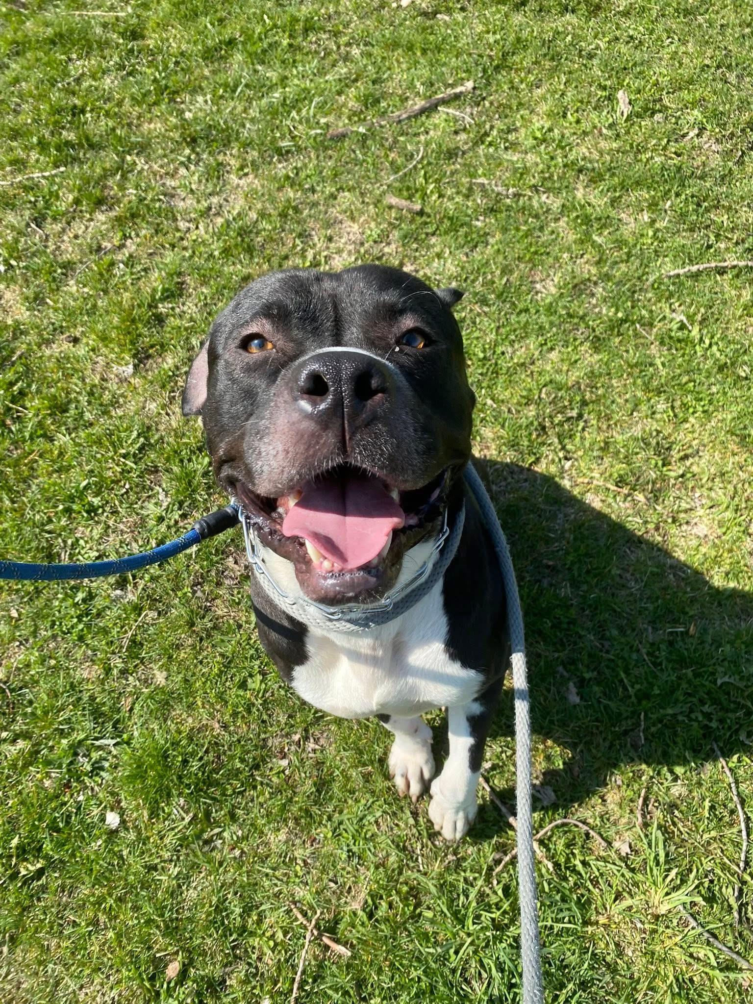 Vader, a Adoptable mixed breed in Steger, IL image 1/5