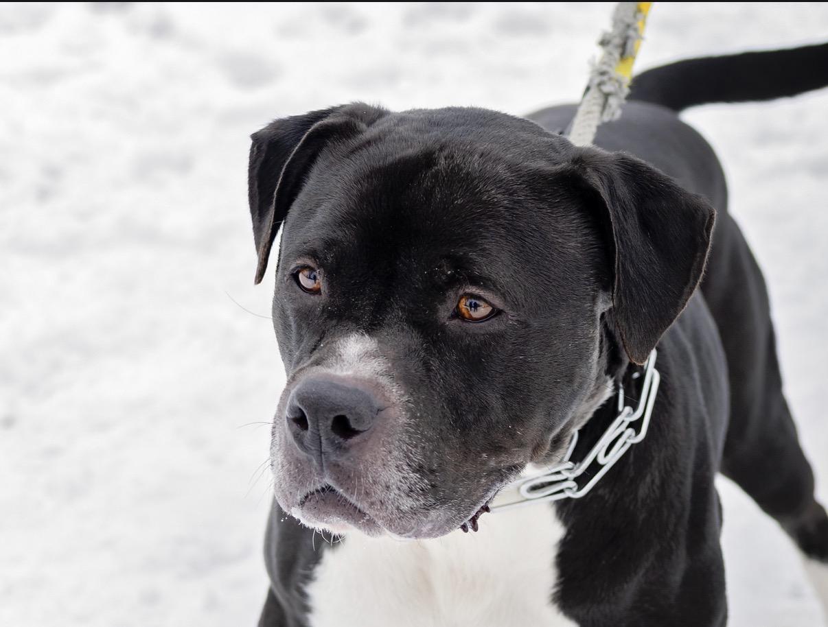 Enlarge Vader, an adopted mixed breed in Steger, IL image 5/6