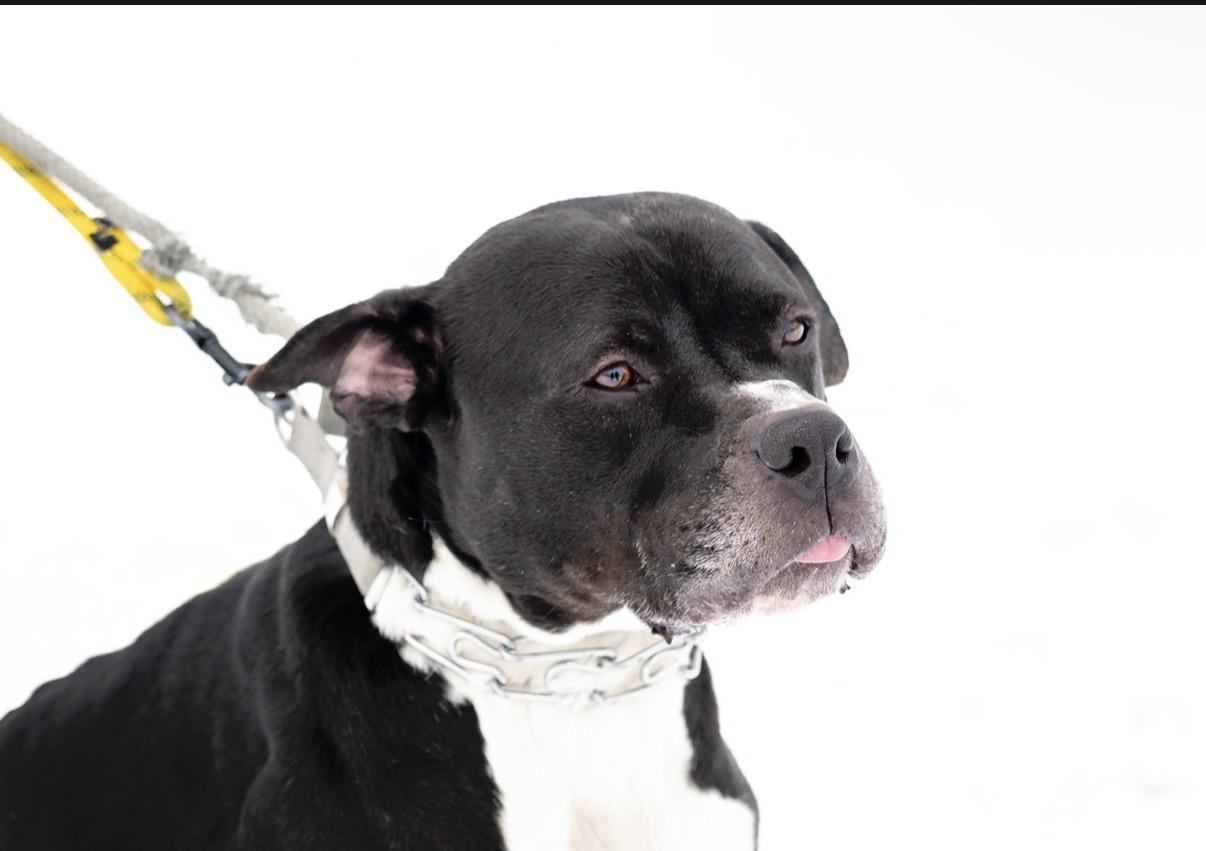 Enlarge Vader, an adopted mixed breed in Steger, IL image 2/6