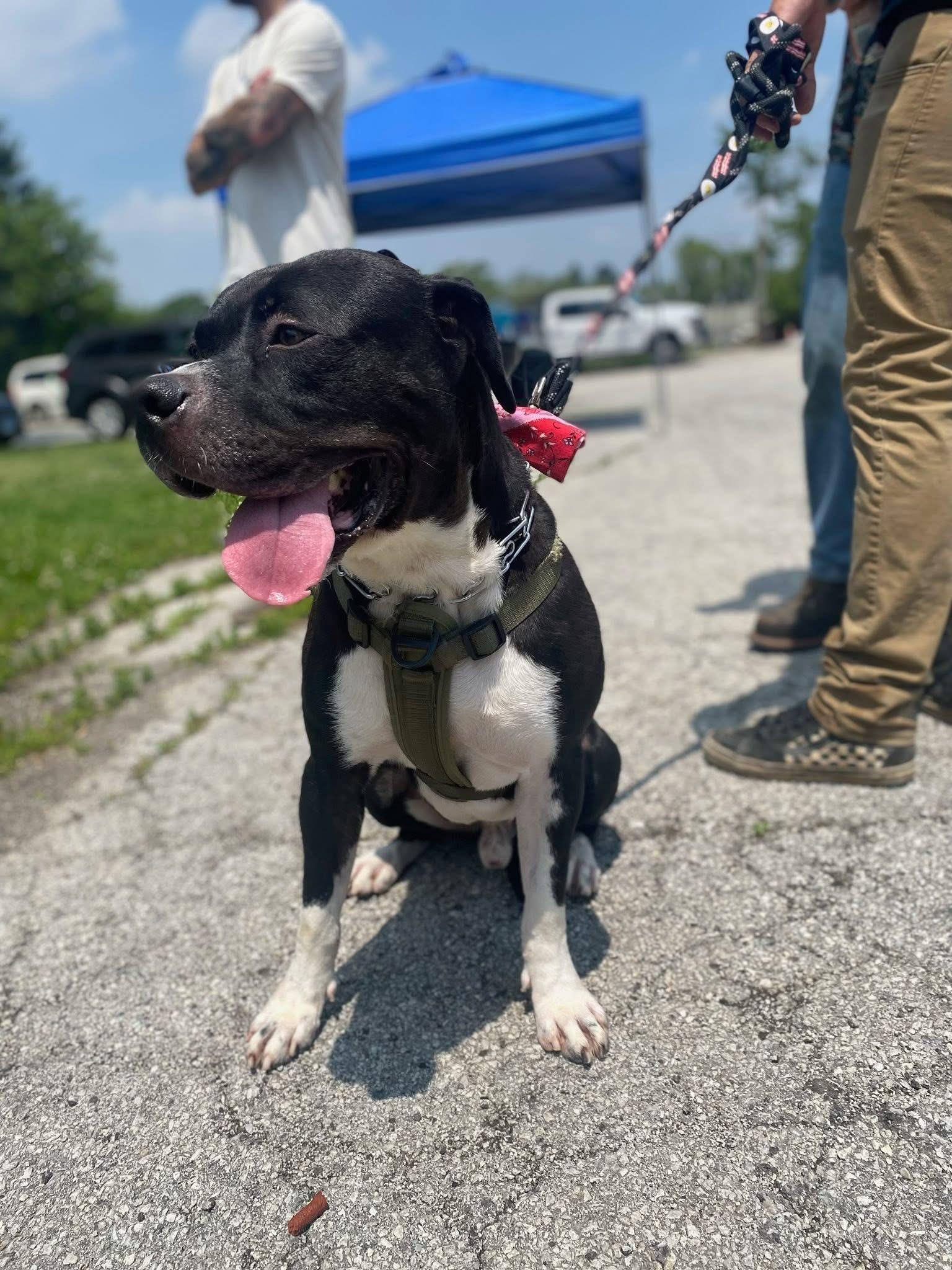Vader, a Adoptable mixed breed in Steger, IL image 3/5