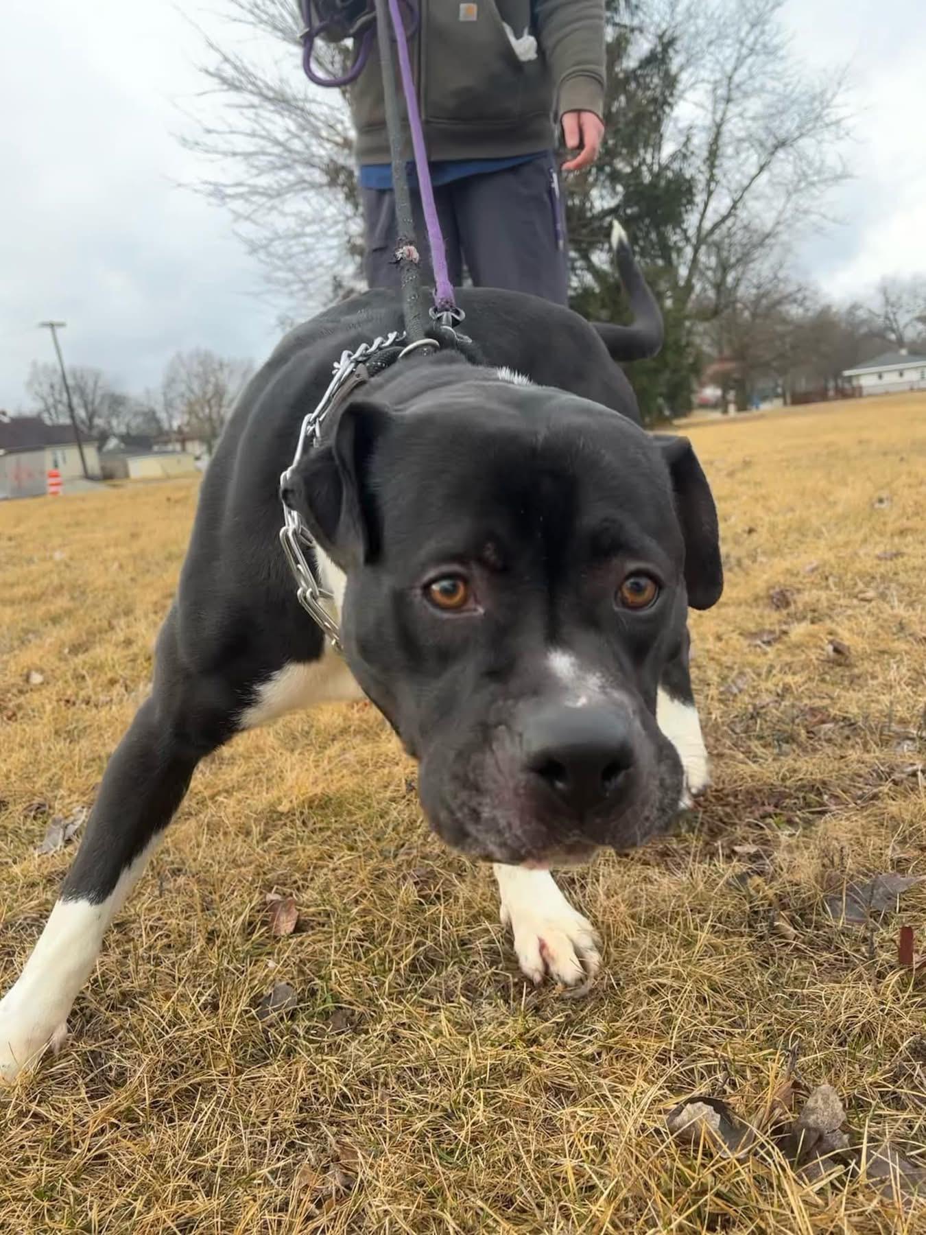 Vader, a Adoptable mixed breed in Steger, IL image 5/5