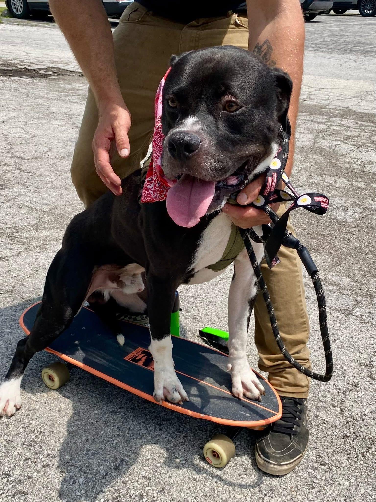 Vader, a Adoptable mixed breed in Steger, IL image 4/5