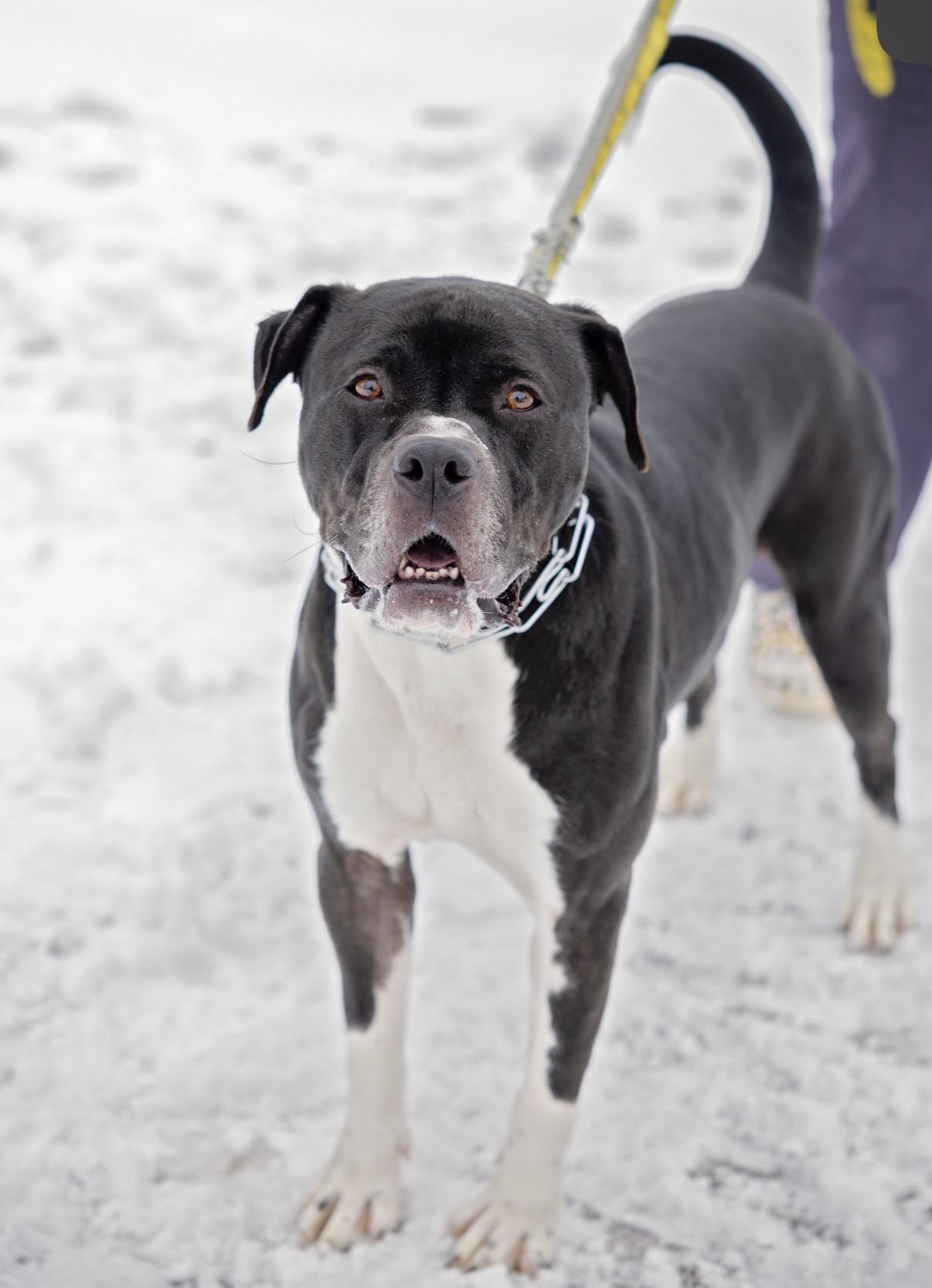 Vader, Adoptable, Adult Male American Bulldog & Cane Corso.
