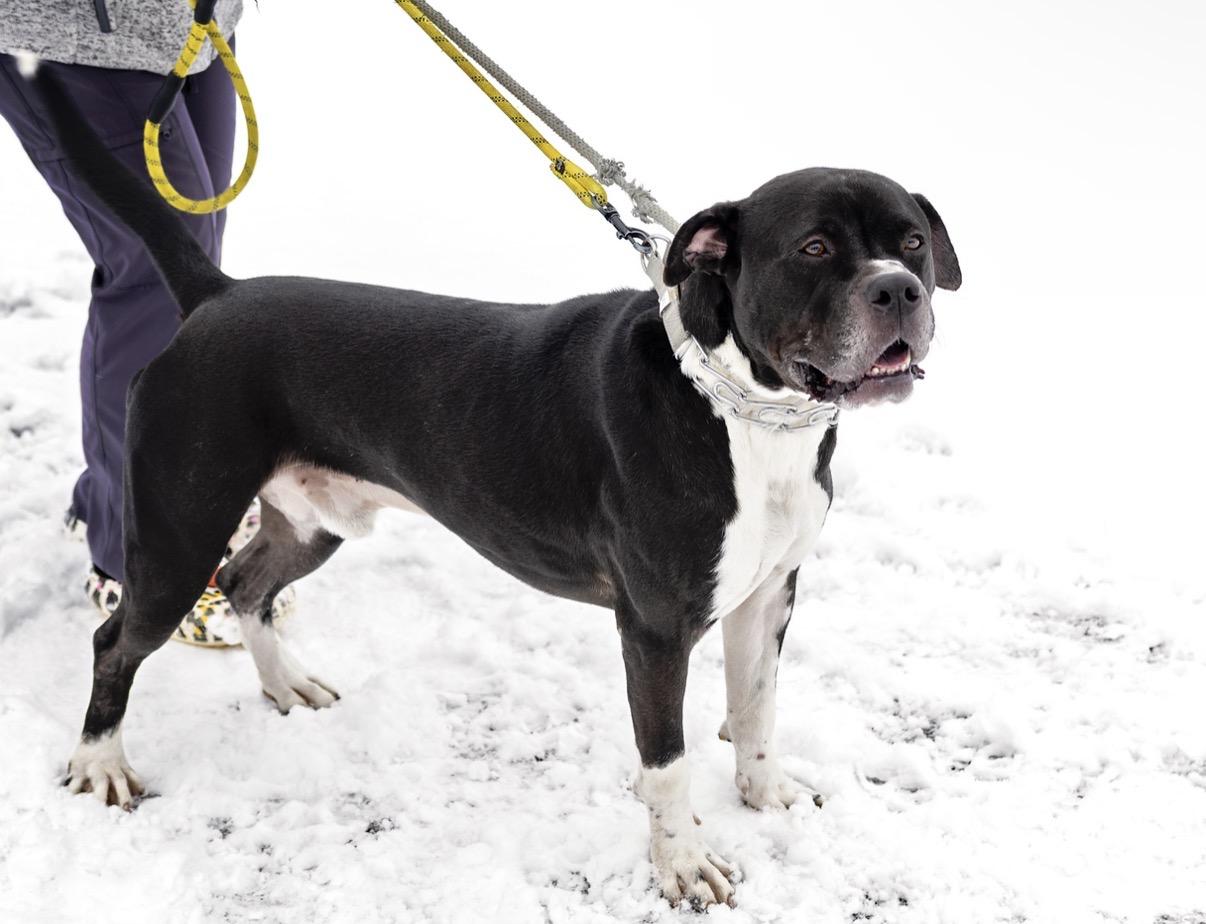 Enlarge Vader, an adopted mixed breed in Steger, IL image 3/6