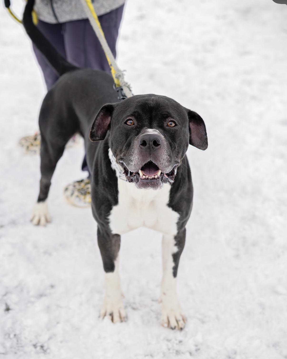 Enlarge Vader, an adopted mixed breed in Steger, IL image 4/6