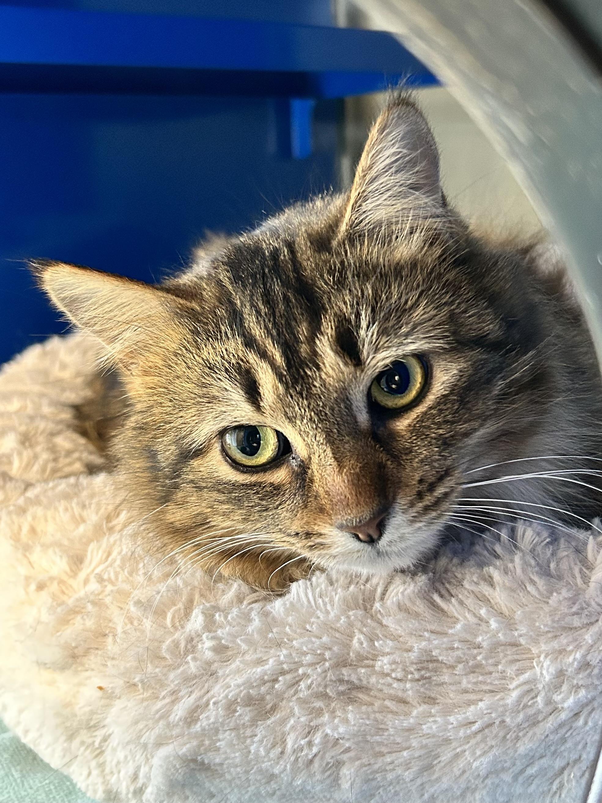 Enlarge Fluffy, an adopted Domestic Long Hair in Caledon, ON image 1/4