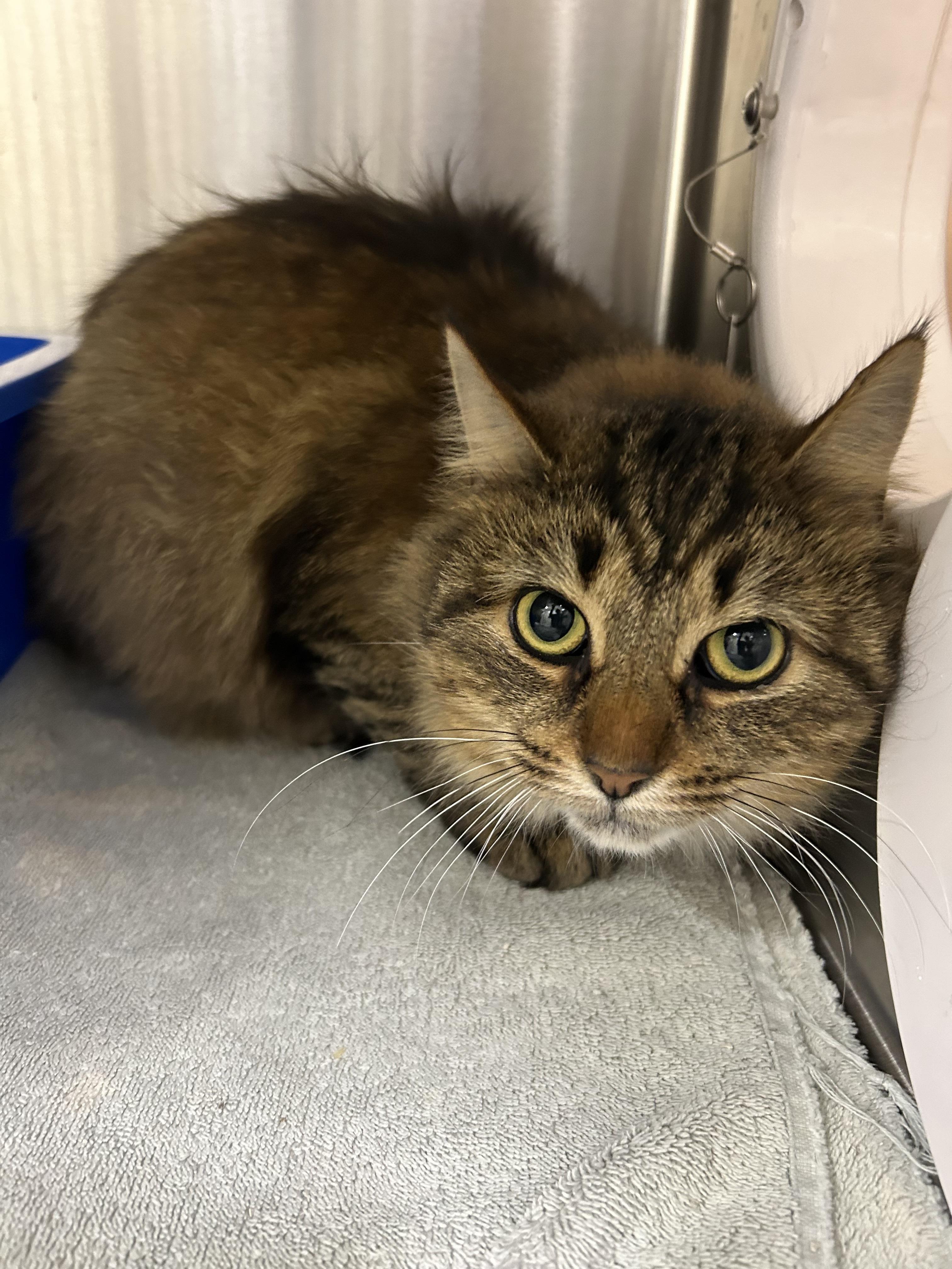 Fluffy, Adoptable, Adult Female Domestic Long Hair.