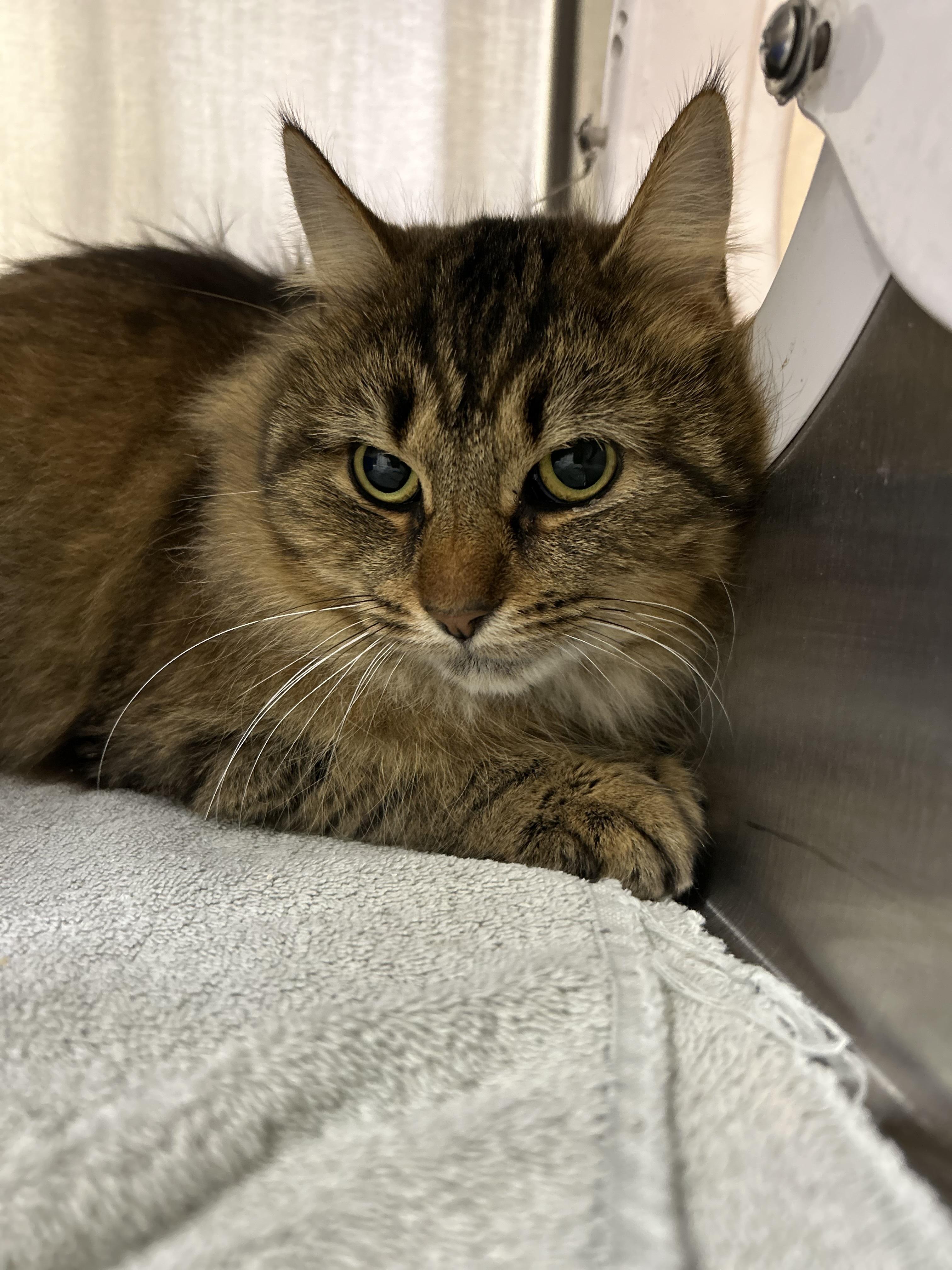 Enlarge Fluffy, a Adoptable Domestic Long Hair in Caledon, ON image 2/2