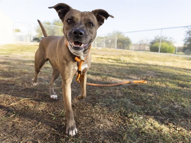Enlarge MARIAH, a Adoptable mixed breed in Phoenix, AZ image 1/1