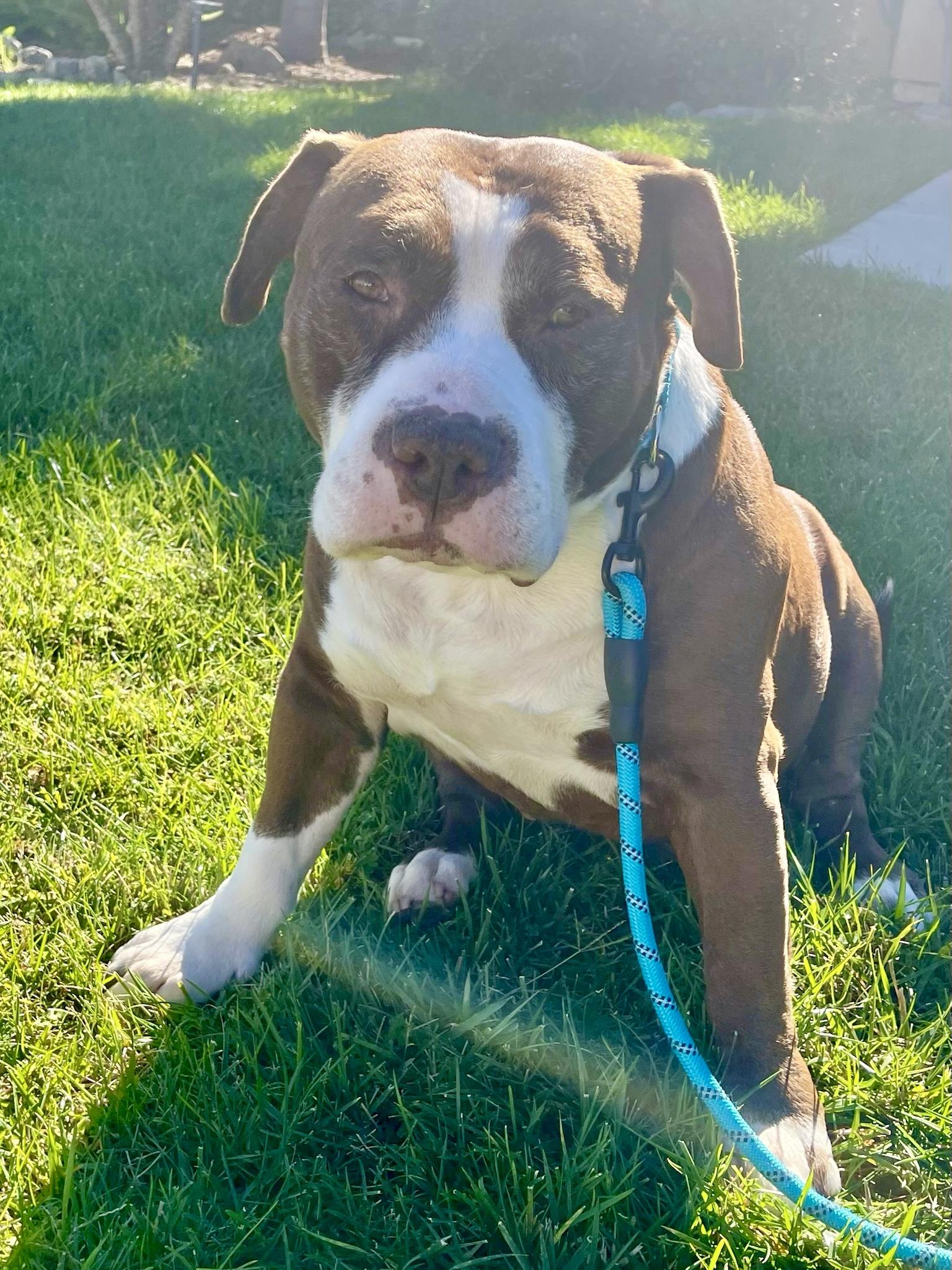 Enlarge Doug , a Adoptable Staffordshire Bull Terrier in santa monica, CA image 2/6