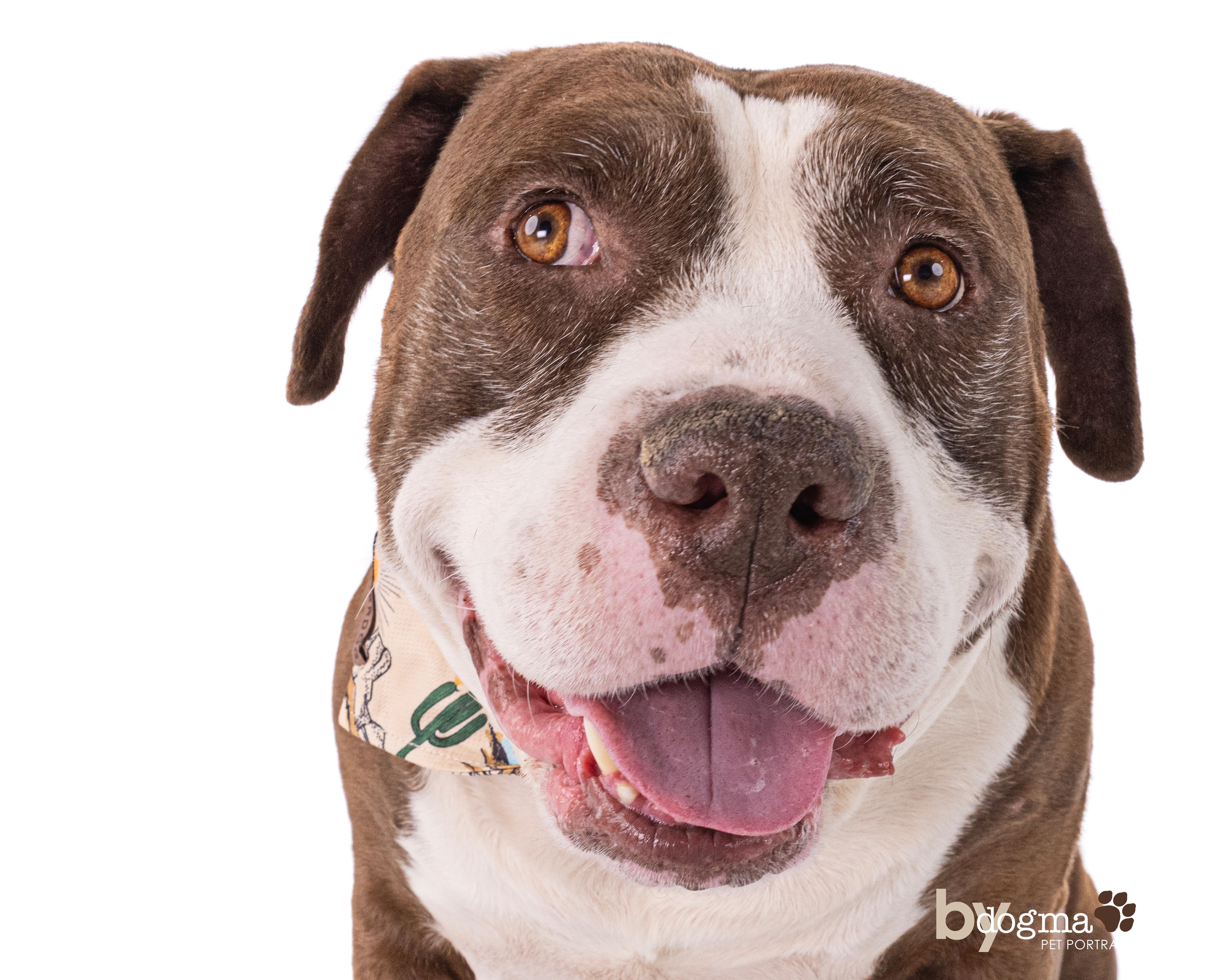 Enlarge Doug , a Adoptable Staffordshire Bull Terrier in santa monica, CA image 6/6