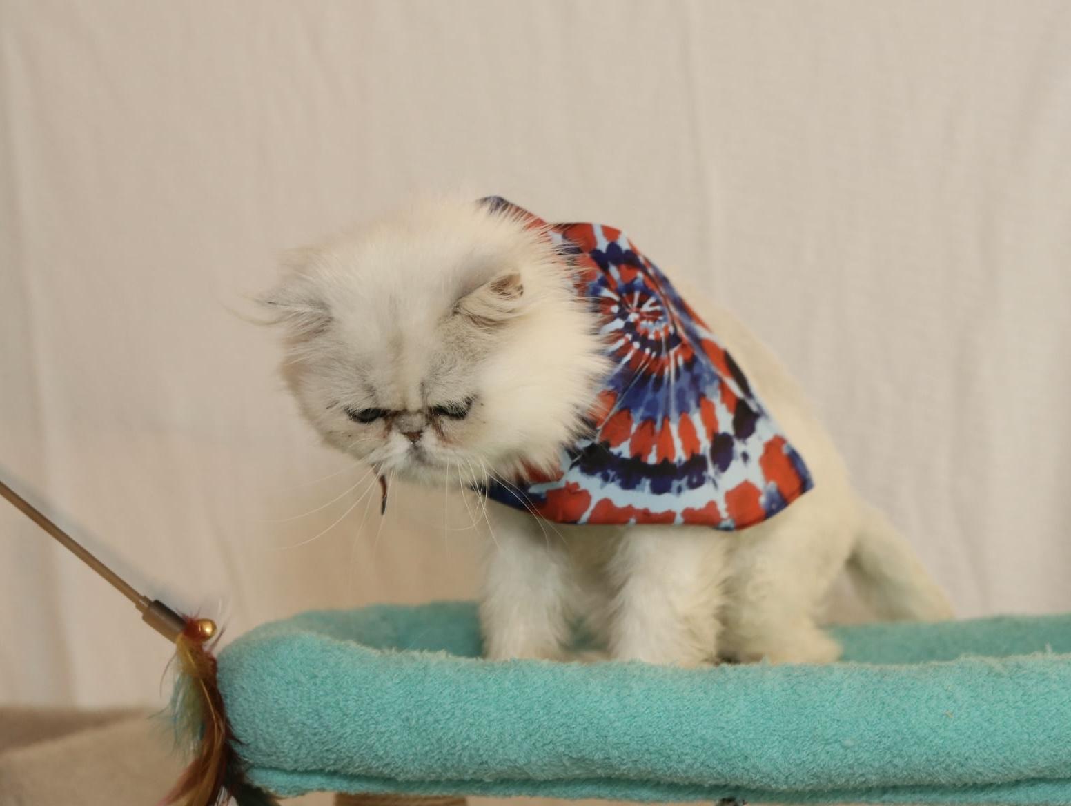 Chabuu, an adoptable Persian in Houston, TX, 77024 | Photo Image 4