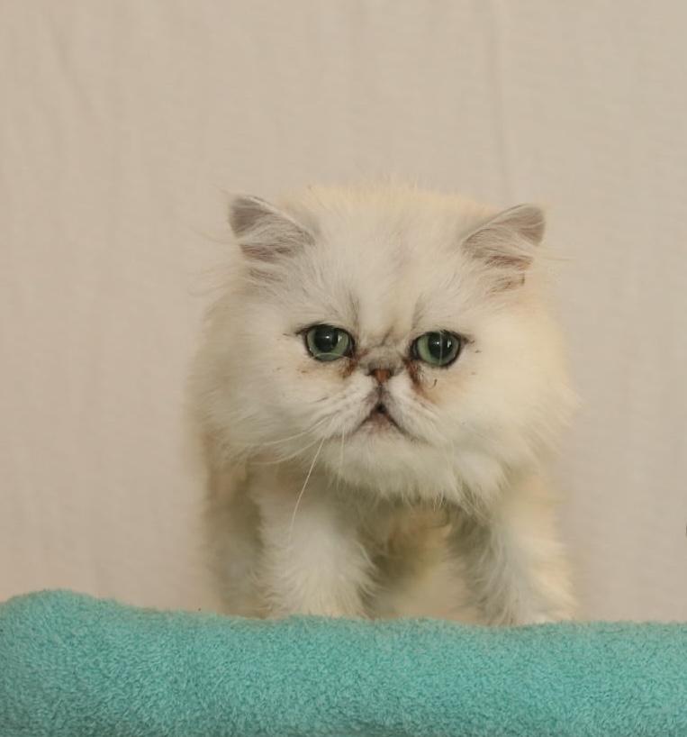 Chabuu, an adoptable Persian in Houston, TX, 77024 | Photo Image 1