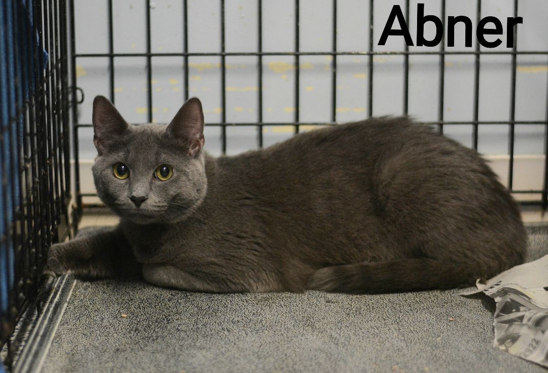 Enlarge Abner, a Adoptable Domestic Short Hair in Carneys Point, NJ image 1/4