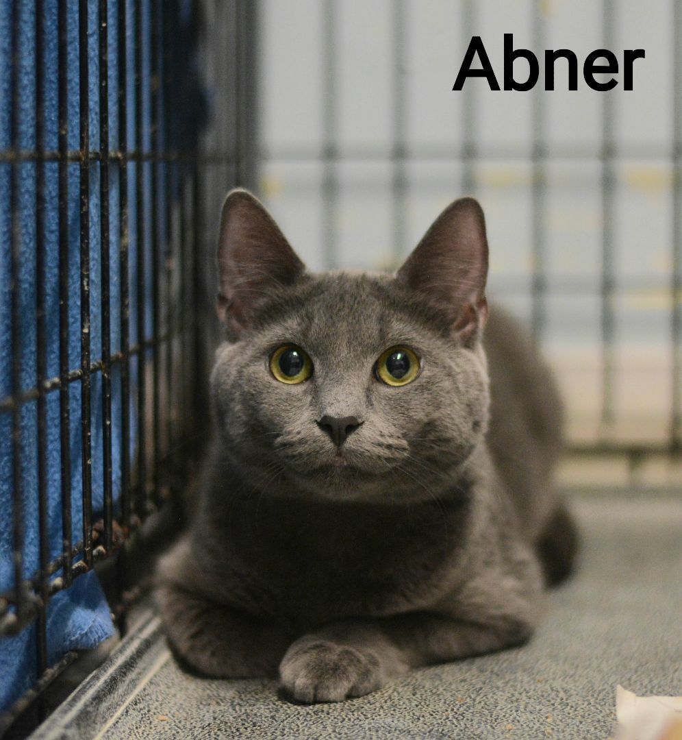 Enlarge Abner, a Adoptable Domestic Short Hair in Carneys Point, NJ image 2/4