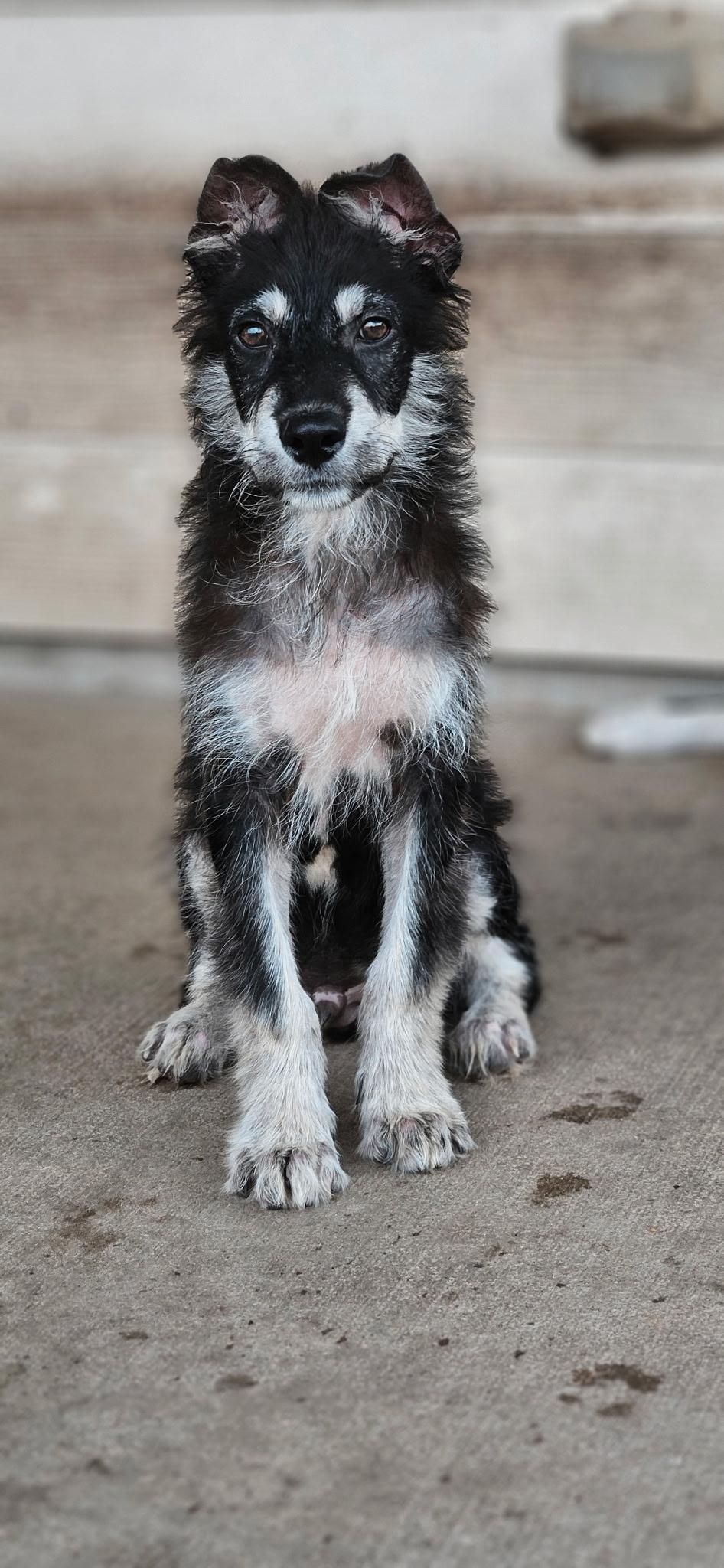Enlarge Starsky, a Adoptable mixed breed in Washington Court House, OH image 5/5