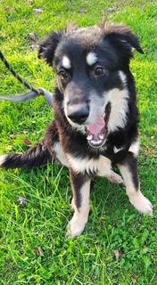 Enlarge Starsky, a Adoptable mixed breed in Washington Court House, OH image 2/5