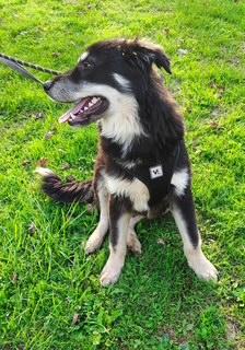 Enlarge Starsky, a Adoptable mixed breed in Washington Court House, OH image 3/5