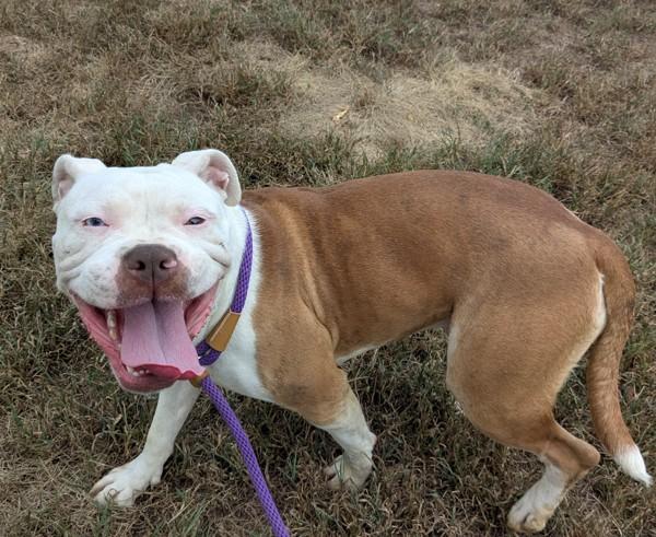 Bluey, Adoptable, Adult Female Boxer & Mixed Breed.