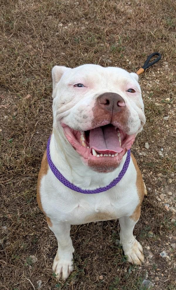 Enlarge Bluey, a Adoptable mixed breed in Osage Beach, MO image 2/2