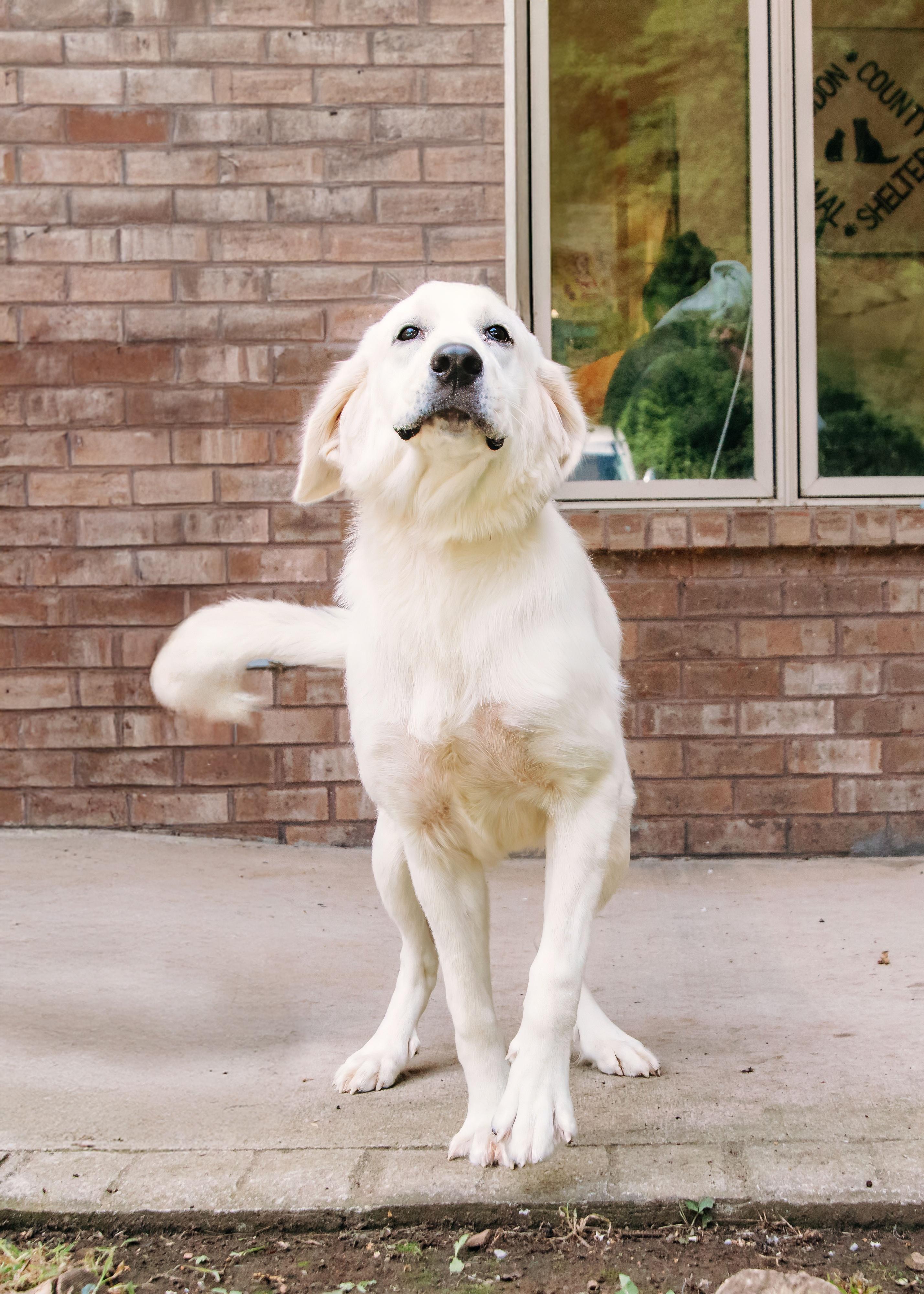 Enlarge Waverly, a ADOPTABLE mixed breed in Loudon, TN image 2/2