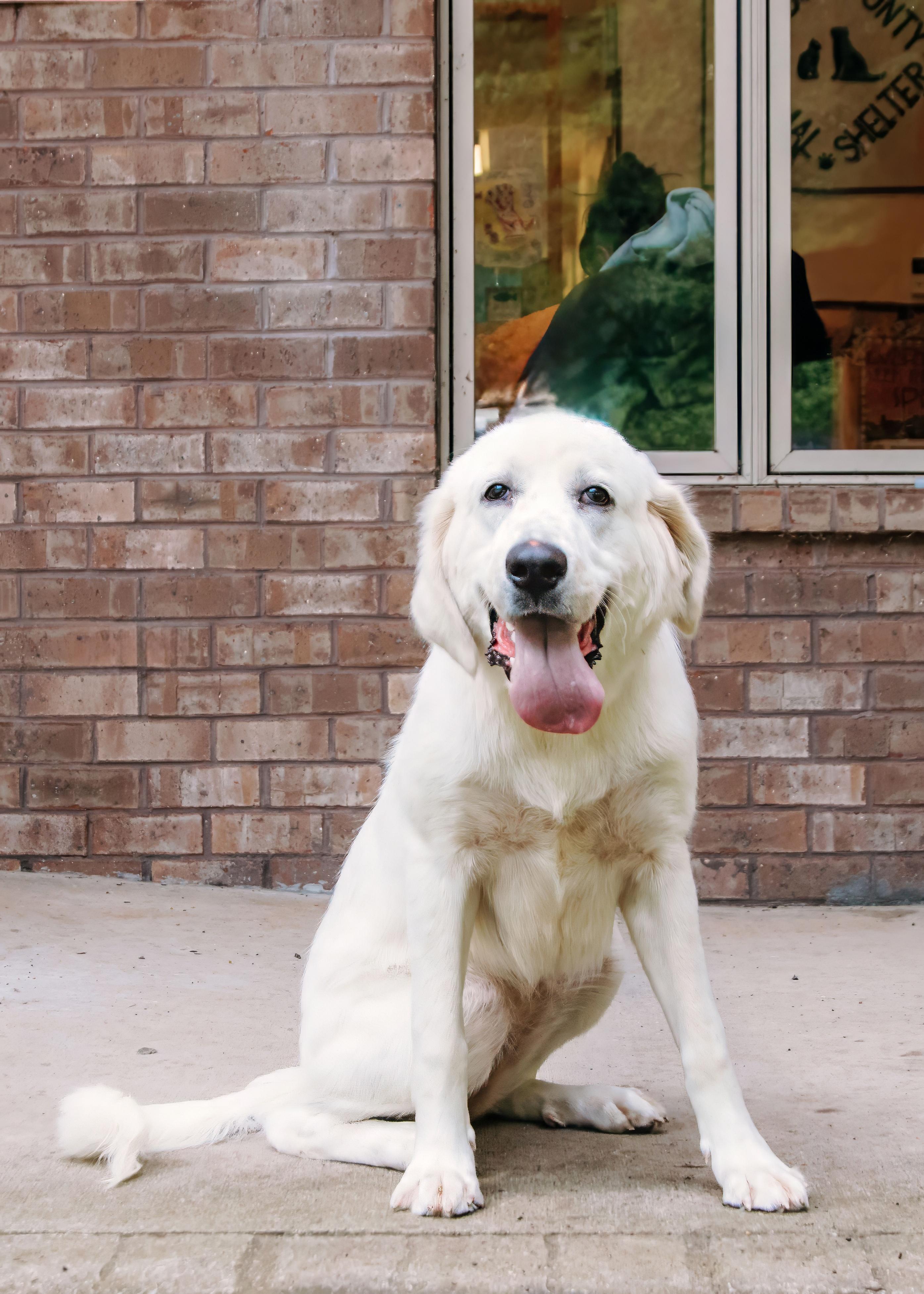 Waverly, ADOPTABLE, Young Female Great Pyrenees.