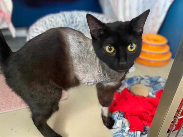 JUNIOR, Adoptable, Young Male Domestic Short Hair.