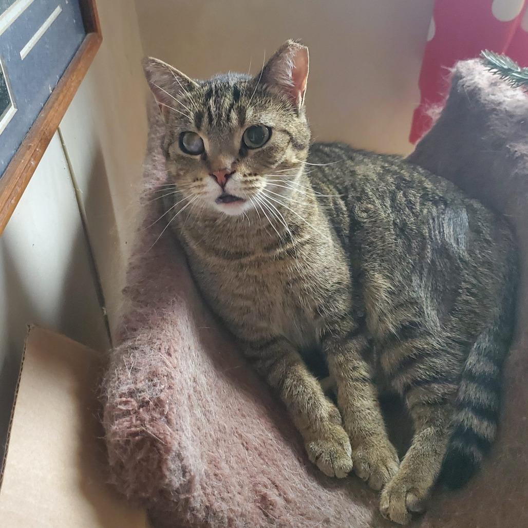 Maya, a Adoptable Domestic Short Hair in Rochester, MN image 1/4