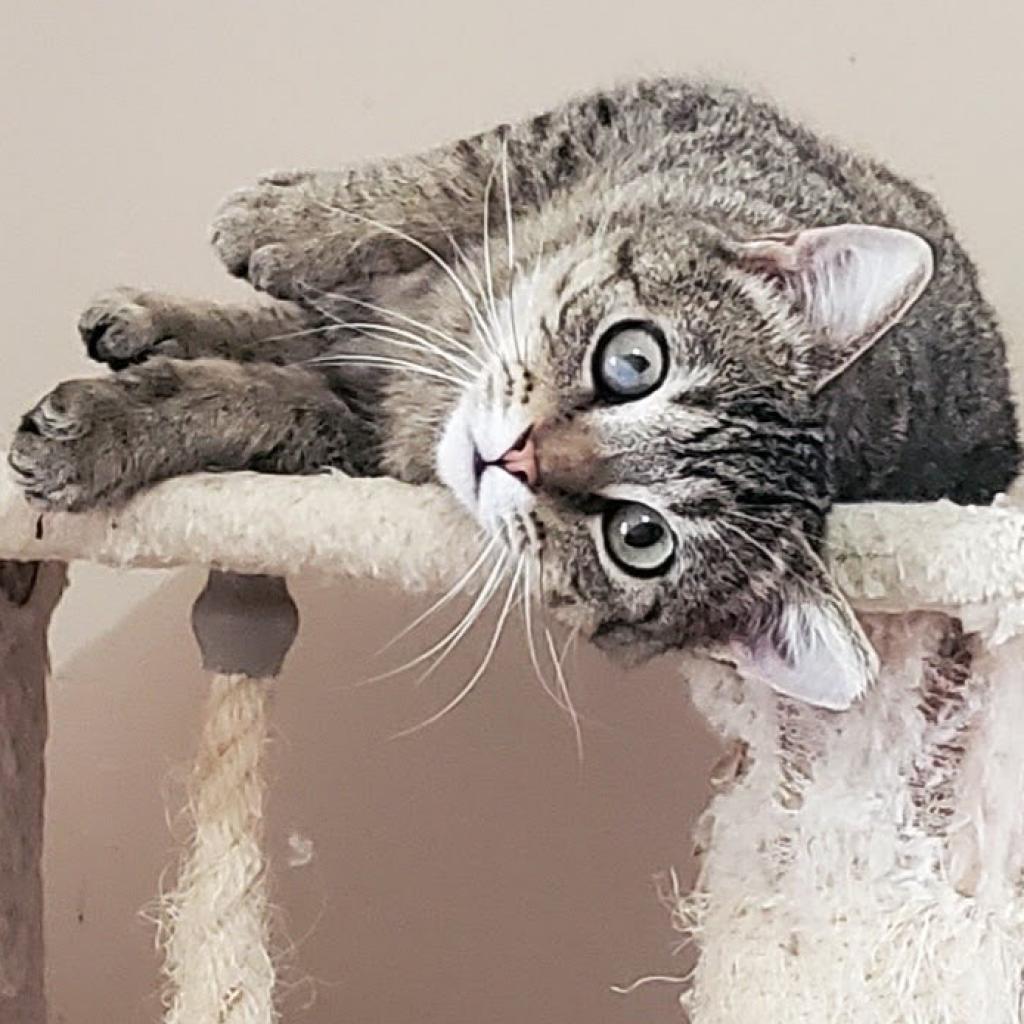 Maya, a Adoptable Domestic Short Hair in Rochester, MN image 2/4