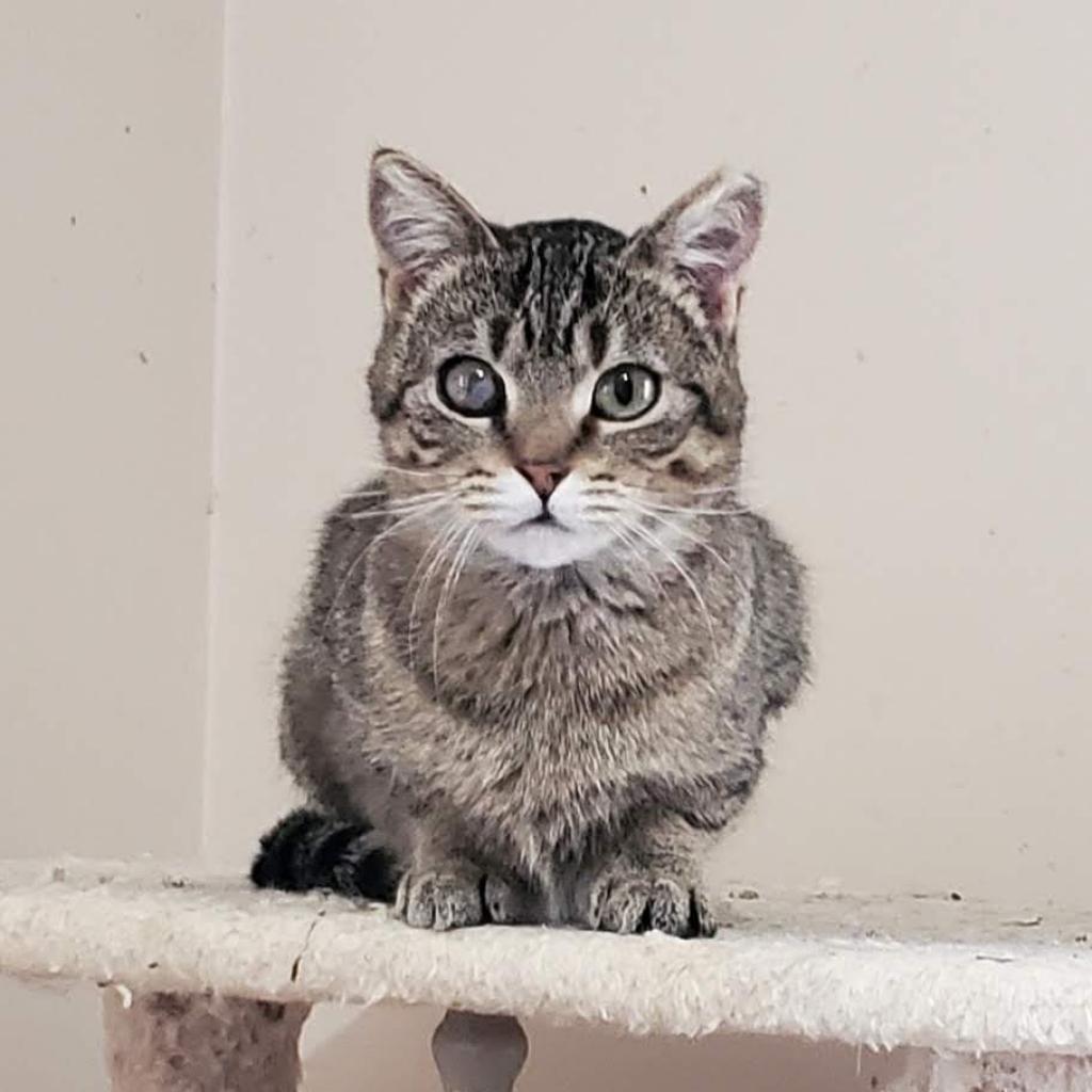 Maya, a Adoptable Domestic Short Hair in Rochester, MN image 3/4