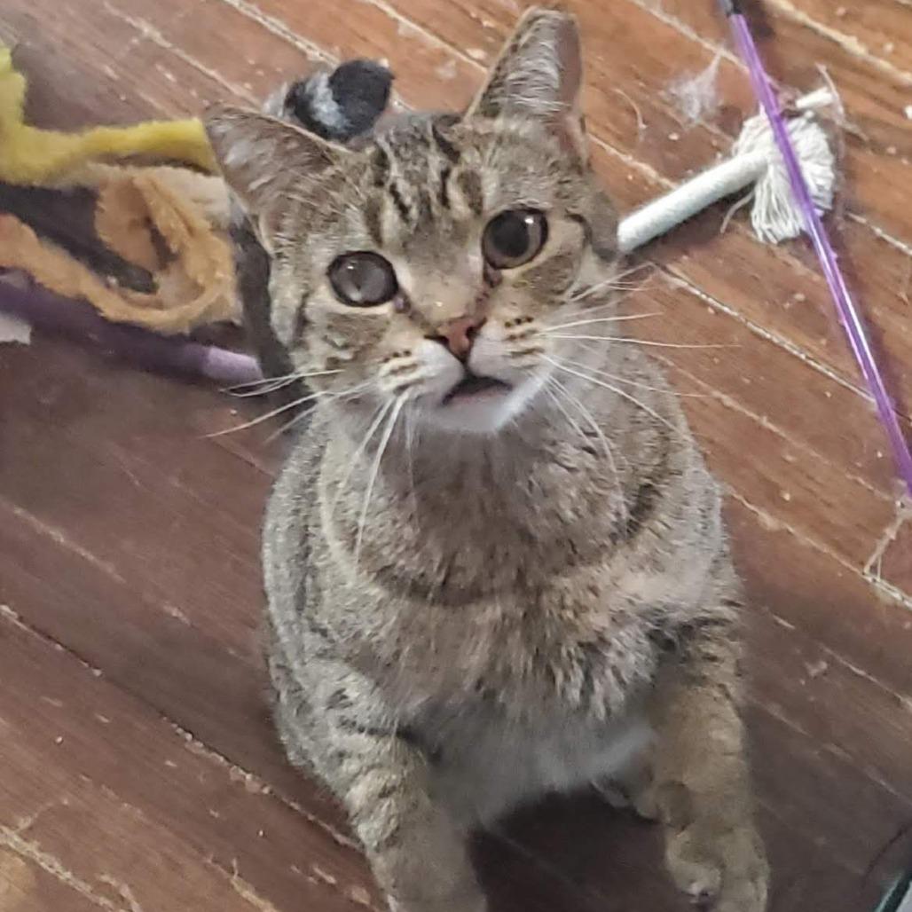 Maya, a Adoptable Domestic Short Hair in Rochester, MN image 4/4