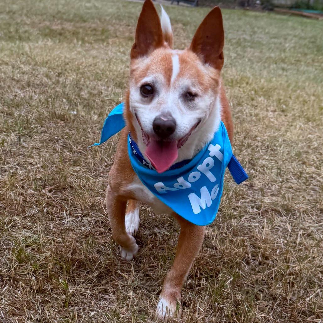 Enlarge Socks, a Adoptable mixed breed in San Antonio, TX image 1/6