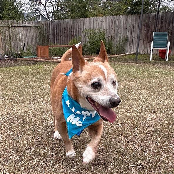 Enlarge Socks, a Adoptable mixed breed in San Antonio, TX image 2/6
