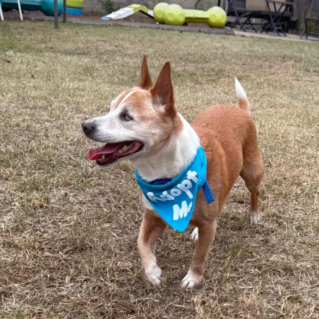 Enlarge Socks, a Adoptable mixed breed in San Antonio, TX image 3/6