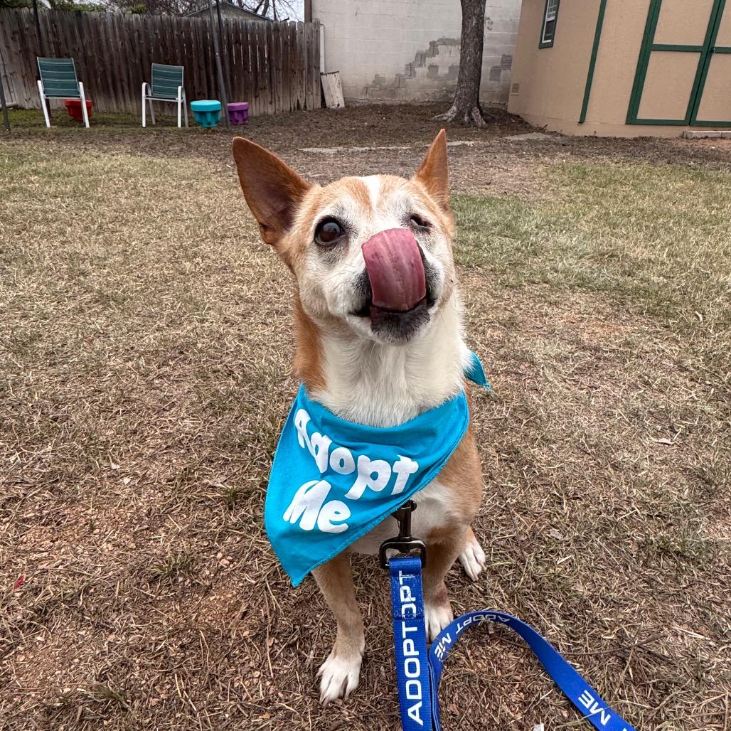 Enlarge Socks, a Adoptable mixed breed in San Antonio, TX image 4/6