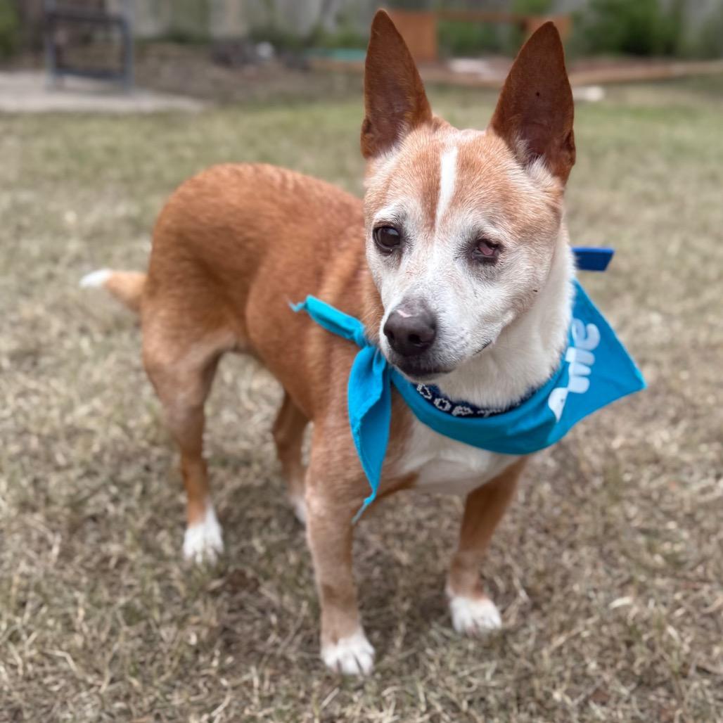 Enlarge Socks, a Adoptable mixed breed in San Antonio, TX image 5/6