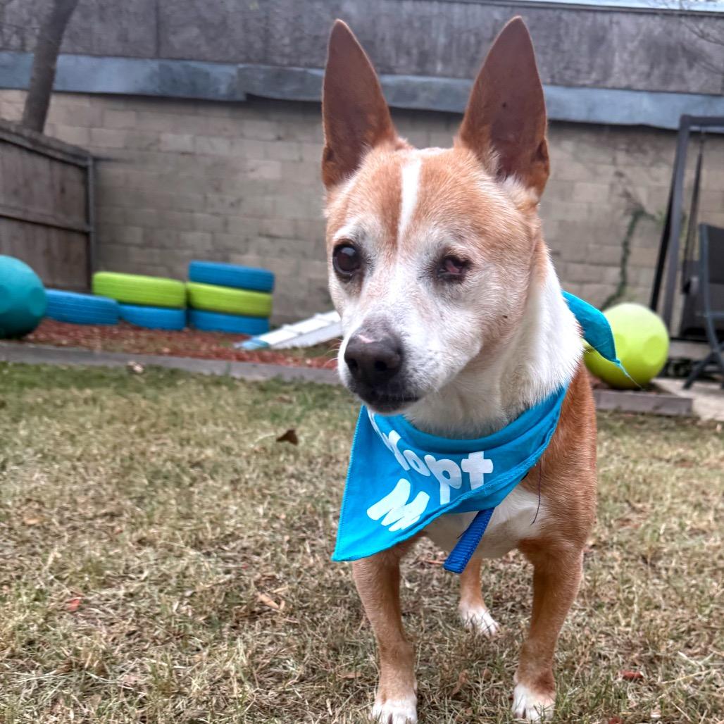 Enlarge Socks, a Adoptable mixed breed in San Antonio, TX image 6/6