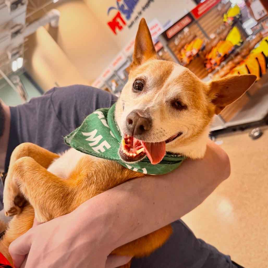 Enlarge Socks, a Adoptable mixed breed in San Antonio, TX image 6/6