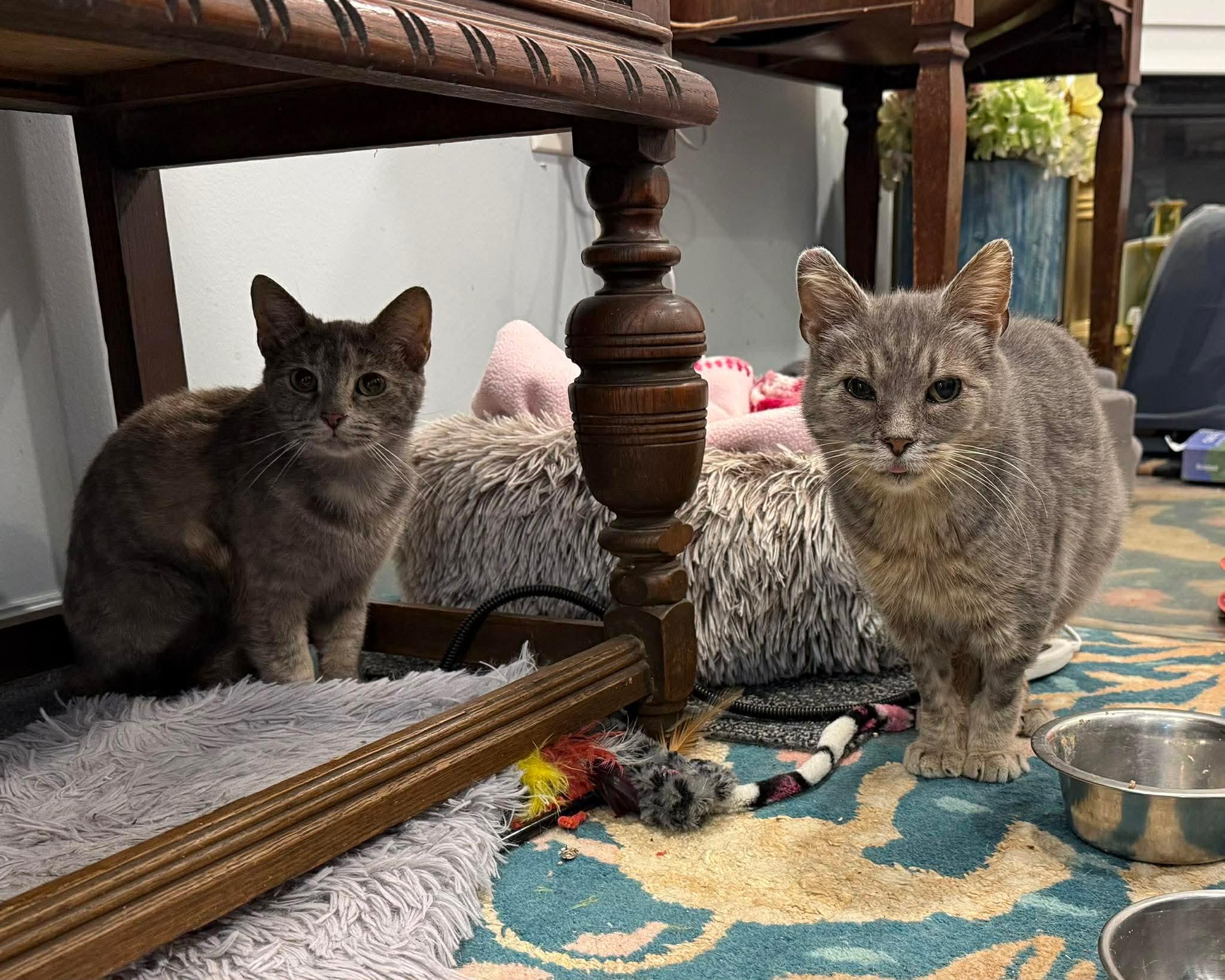 Enlarge Daisy and Millie, a ADOPTABLE mixed breed in Pittsburgh, PA image 5/5