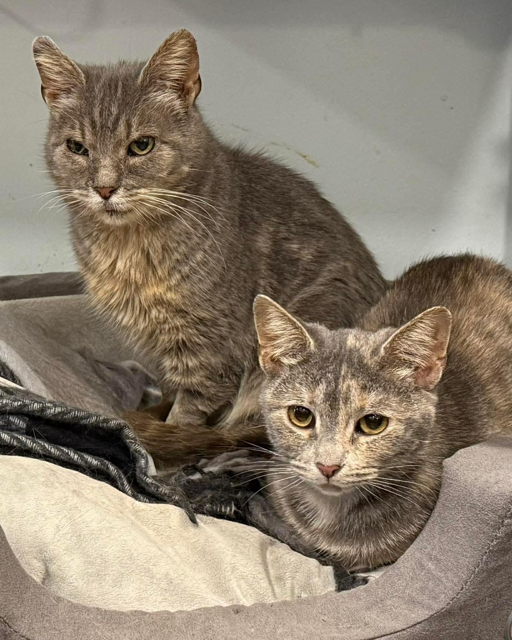 Daisy and Millie, ADOPTABLE, Adult Female Domestic Short Hair.