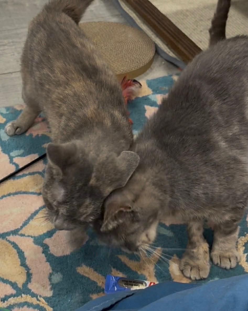 Enlarge Daisy and Millie, a ADOPTABLE mixed breed in Pittsburgh, PA image 4/5