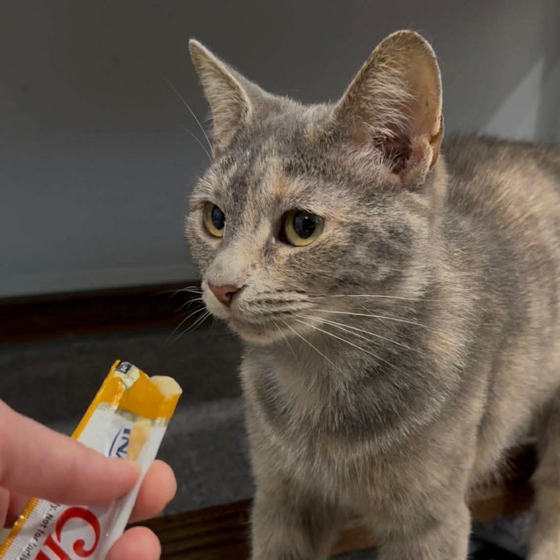 Enlarge Daisy and Millie, a ADOPTABLE mixed breed in Pittsburgh, PA image 2/5