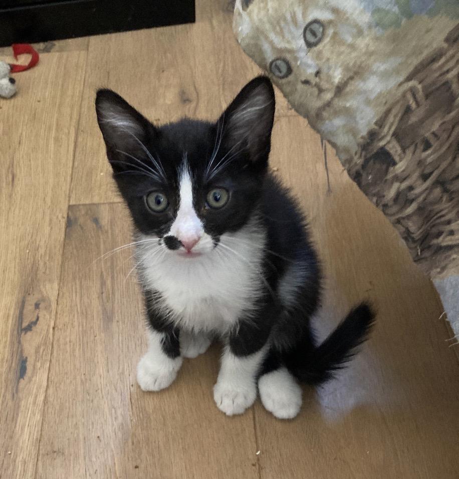 George Washington, a ADOPTABLE Domestic Short Hair in Murrieta, CA image 1/2