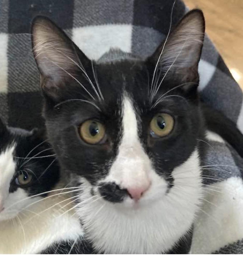 Enlarge George Washington, a Adoptable Domestic Short Hair in Murrieta, CA image 1/3